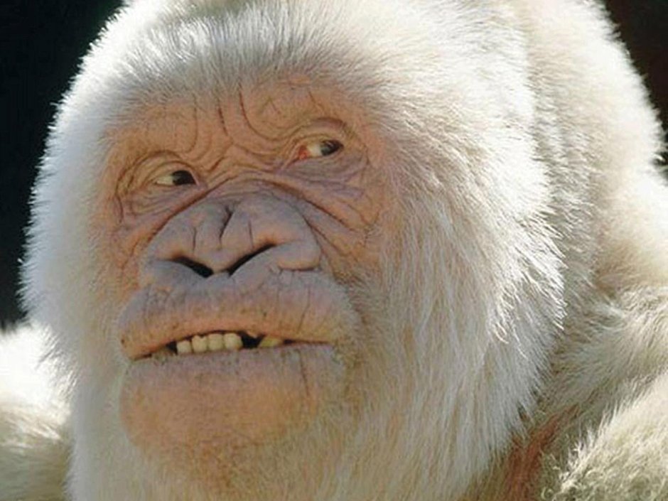 Шимпанзе альбинос