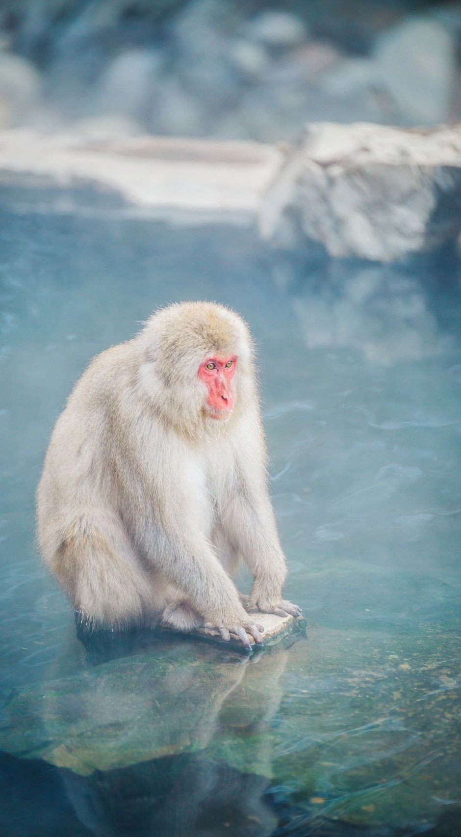 Обезьяна с белой шерстью