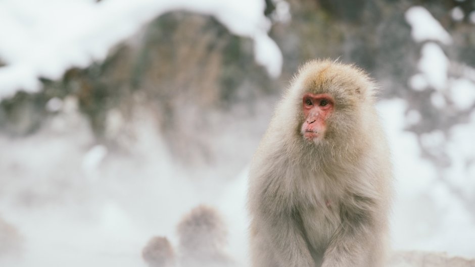 Пушистая обезьяна