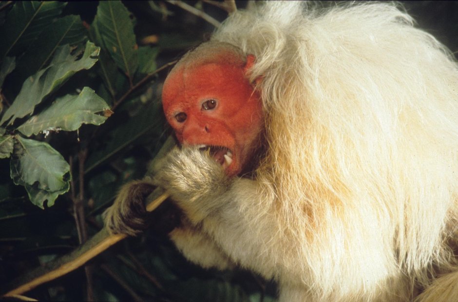 Лысый уакари заболевший малярией