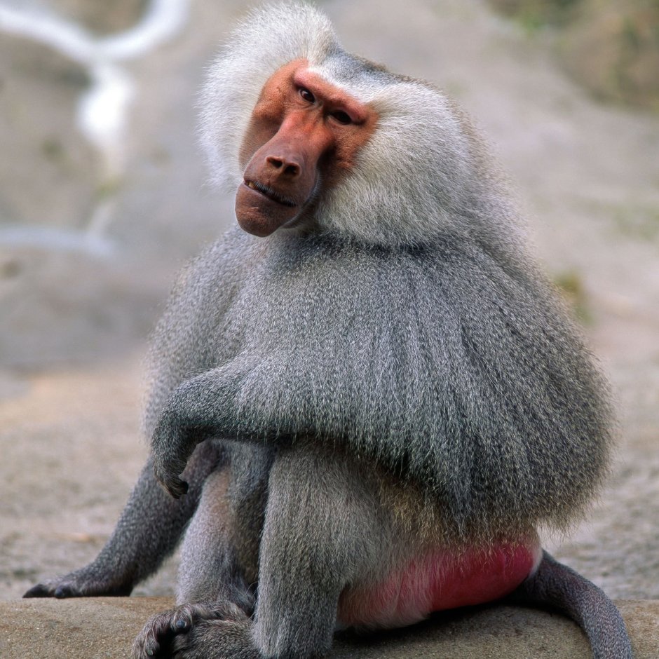 Гамадрил и Бабуин