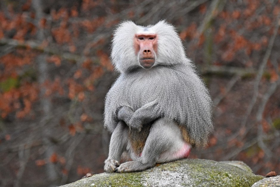 Павиан гамадрил Бабуин