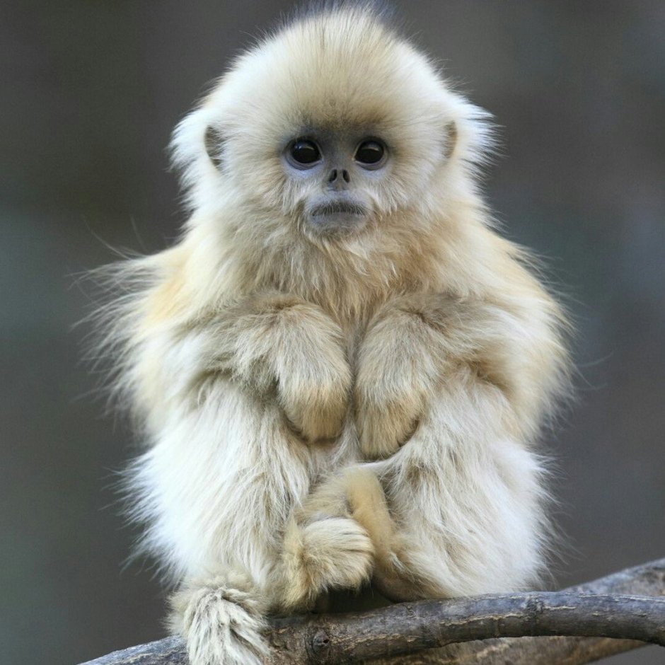 Пушистые звери