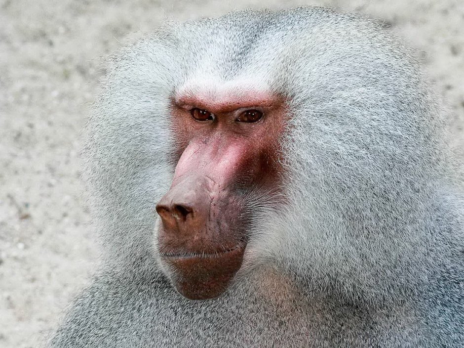 Шимпанзе горилла Бабуин