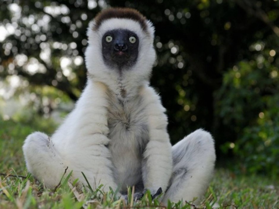 Индри белолобый