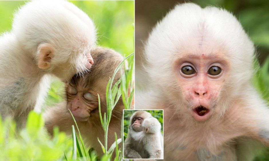 Обезьяны с белой кожей