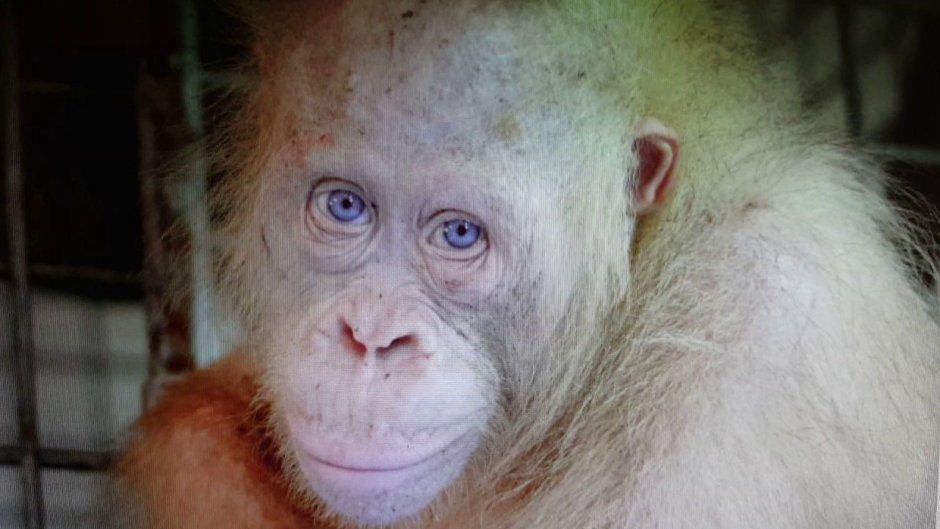 Орангутан альбинос Альба
