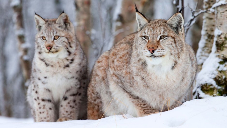 Рысь обыкновенная Lynx Lynx Linnaeus, 1758