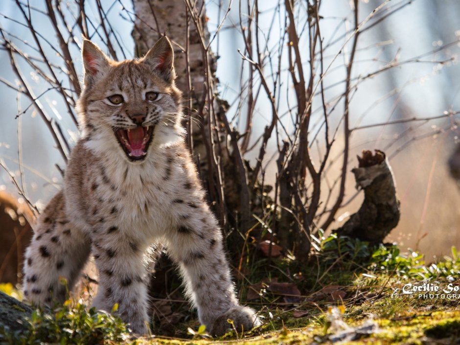 Рысь (Lynx Lynx) в дикой природе