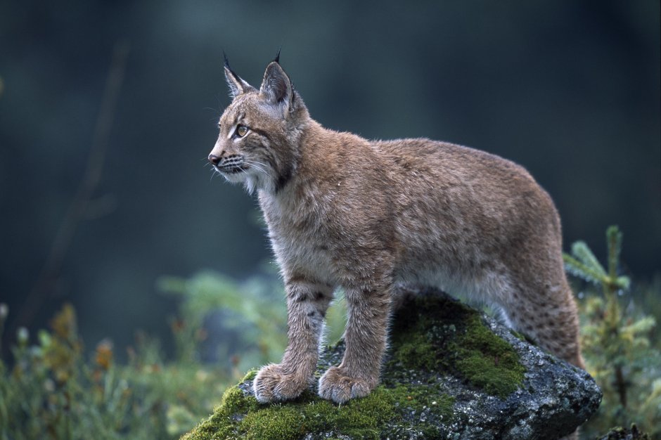 Обыкновенная Рысь Lynx Lynx