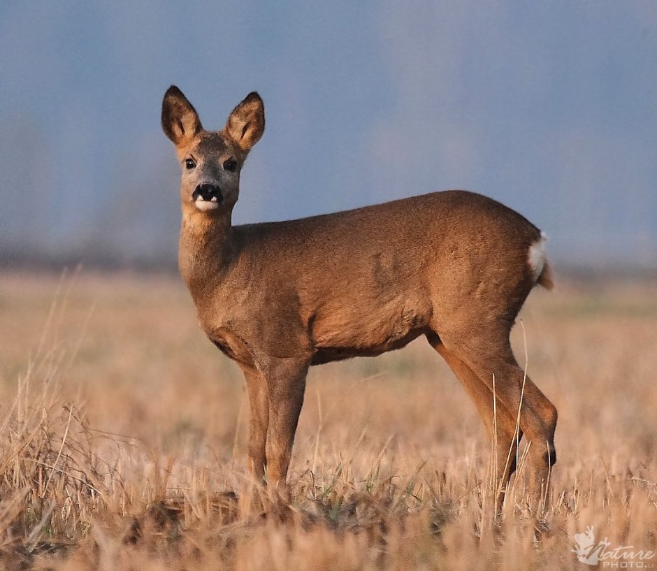 Европейская косуля (capreolus capreolus)