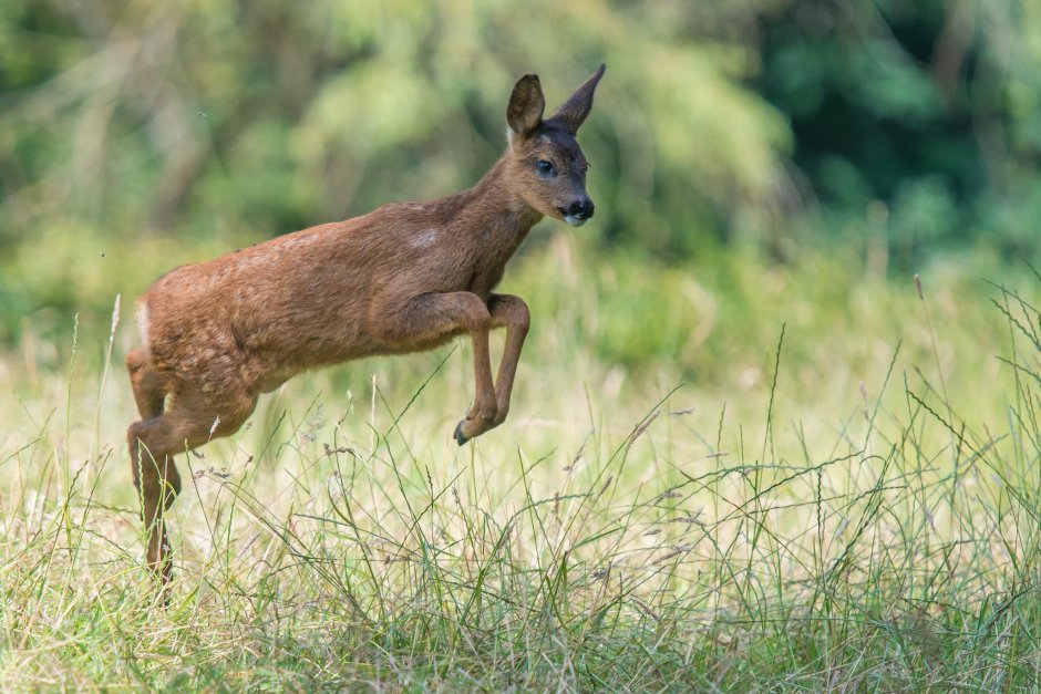 Европейская косуля (capreolus capreolus)