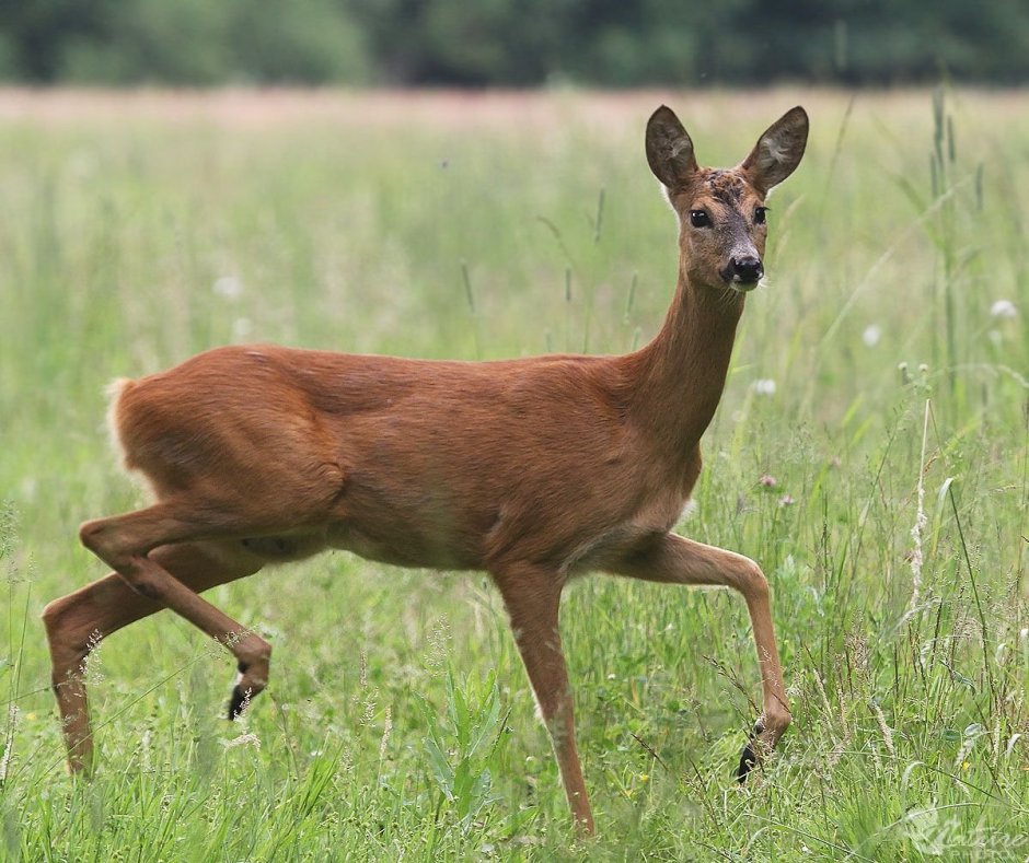 Сибирская косуля capreolus pygargus