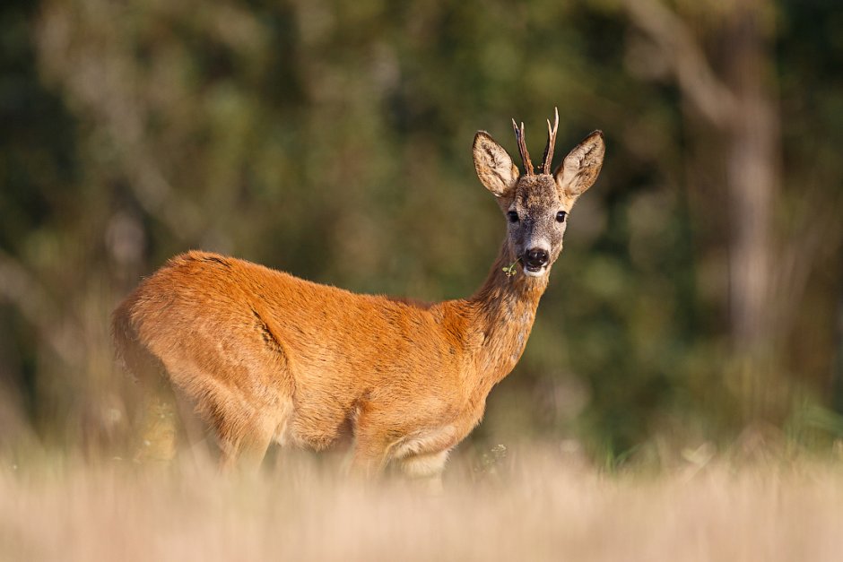 Сибирская косуля capreolus pygargus