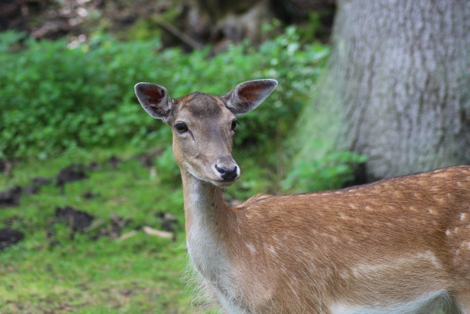 Европейская косуля (capreolus capreolus)