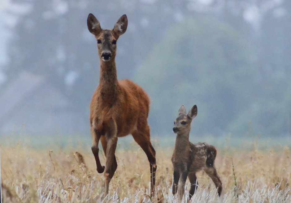 Европейская косуля (capreolus capreolus)