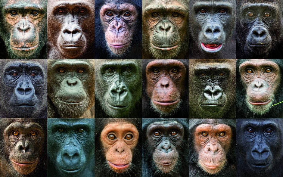 Гоминид Ardipithecus ramidus