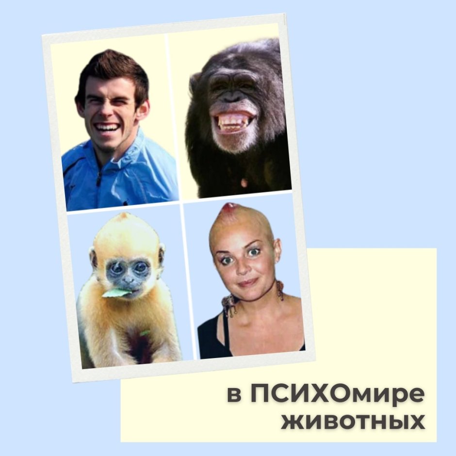 Трое обезьян