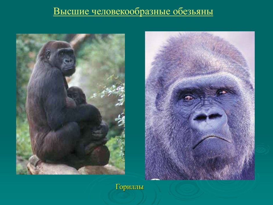 Человекообразные обезьяны представители