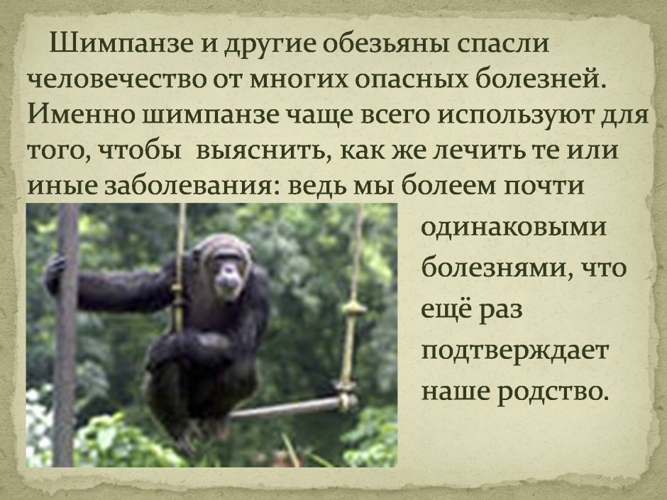 Австралопитеки гоминид