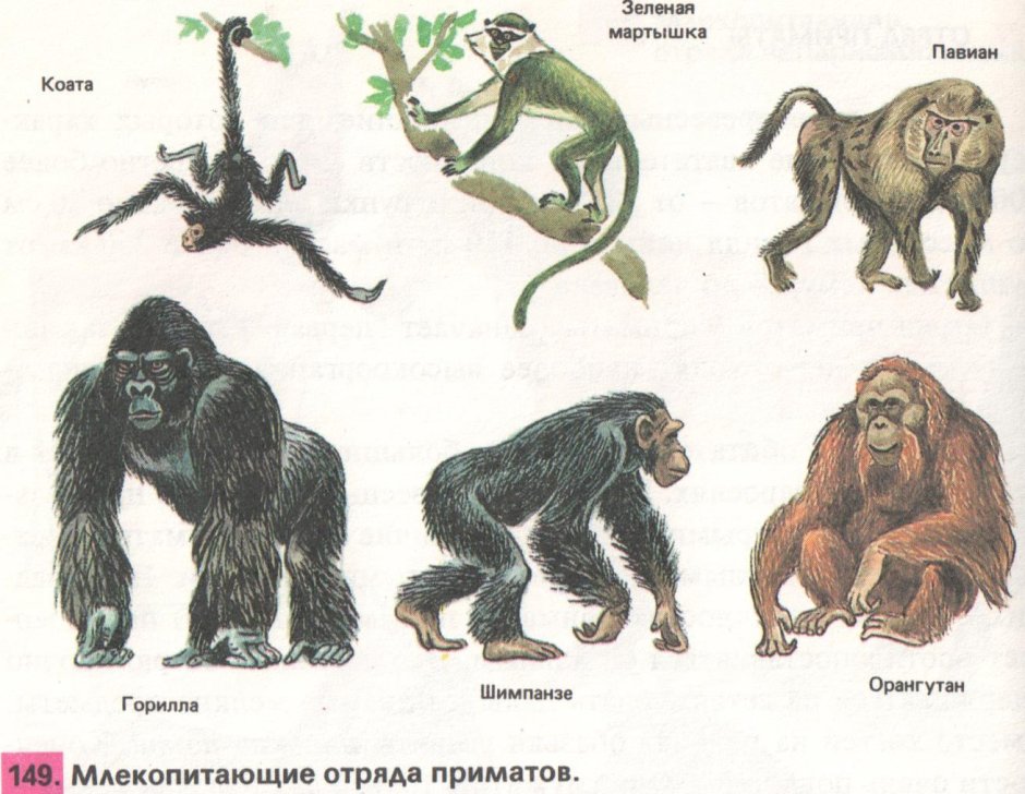 Обезьяна для презентации