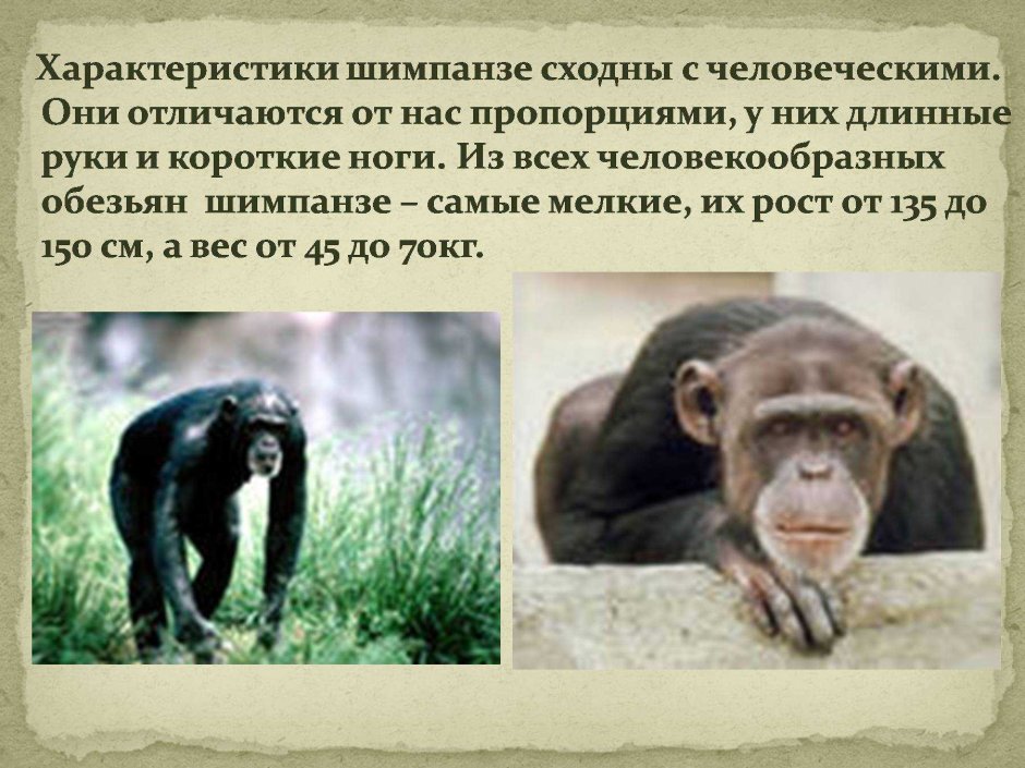 Гомбе-стрим Танзания