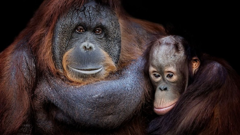 Орангутанг сидит