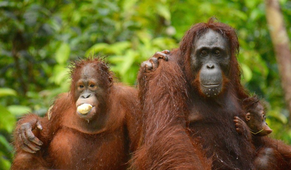 Примат орангутан