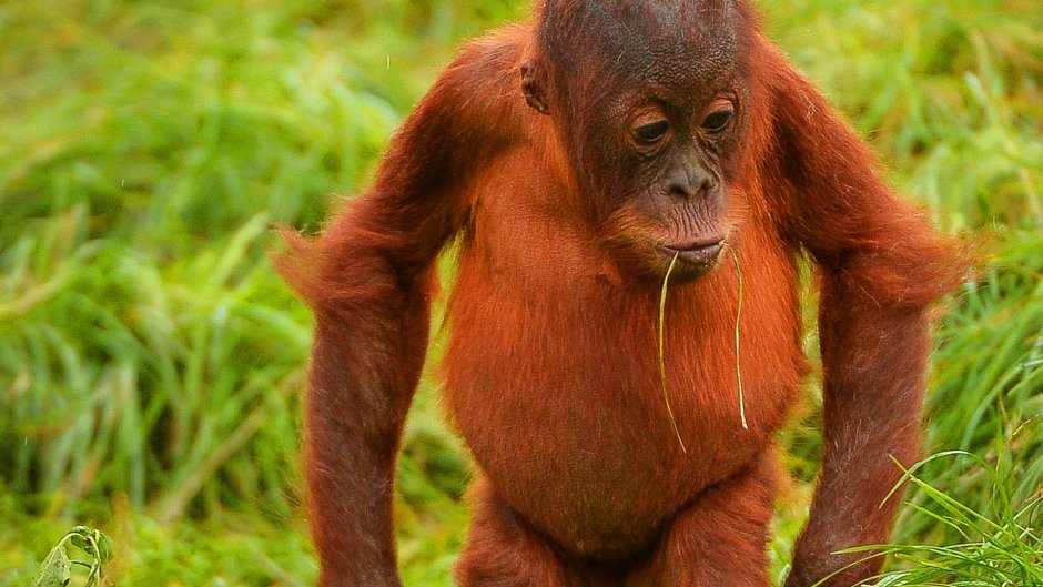 Исполинский бурый орангутанг