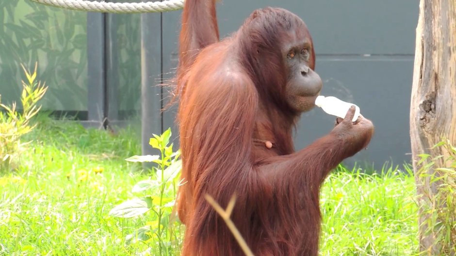 Орангутан детеныш