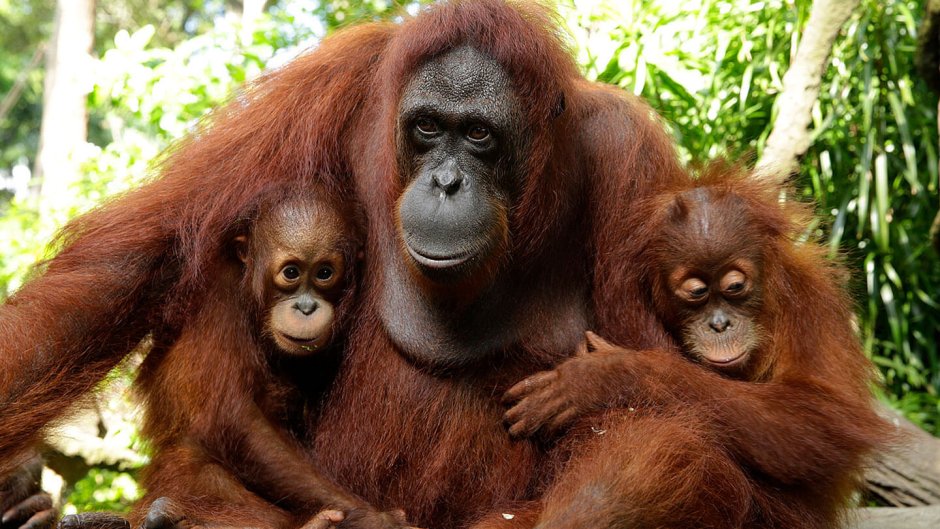 Млекопитающие горилла