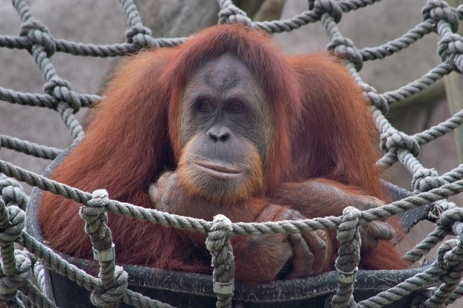 Обезьяна дана