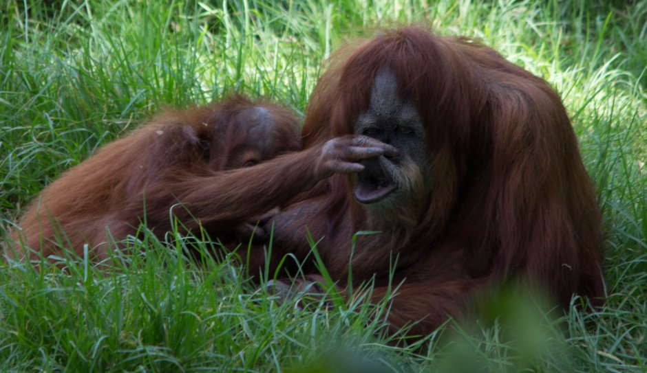 Суматранский орангутанг