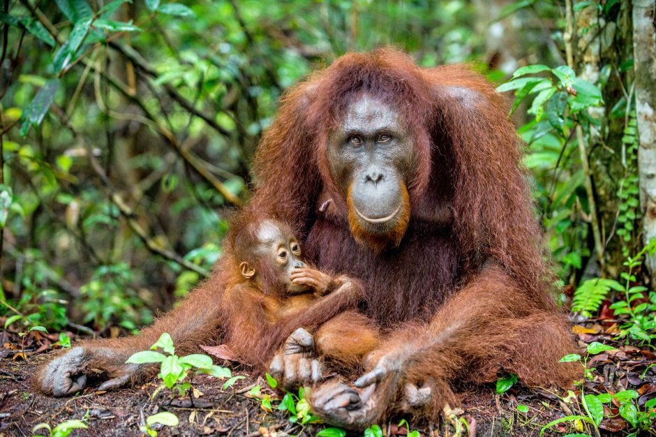Орангутанг обитает