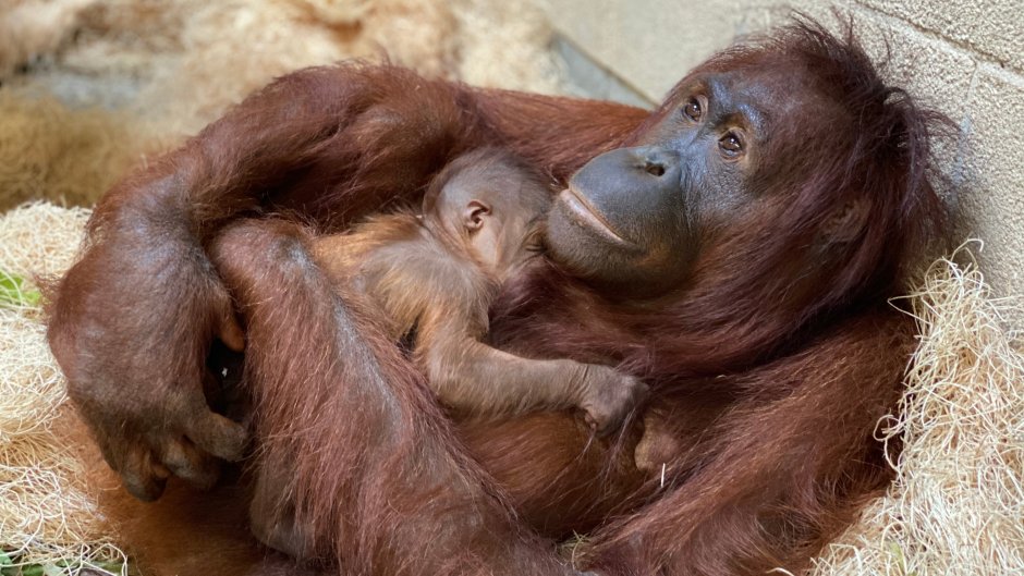 Новорожденный орангутанг