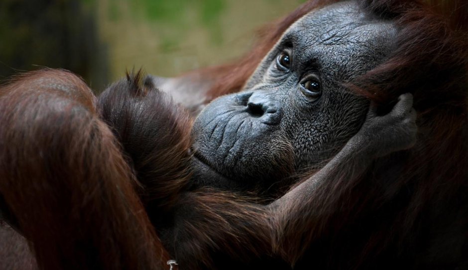 Самка орангутанга