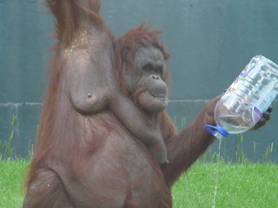 Маленькая обезьянка орангутанг