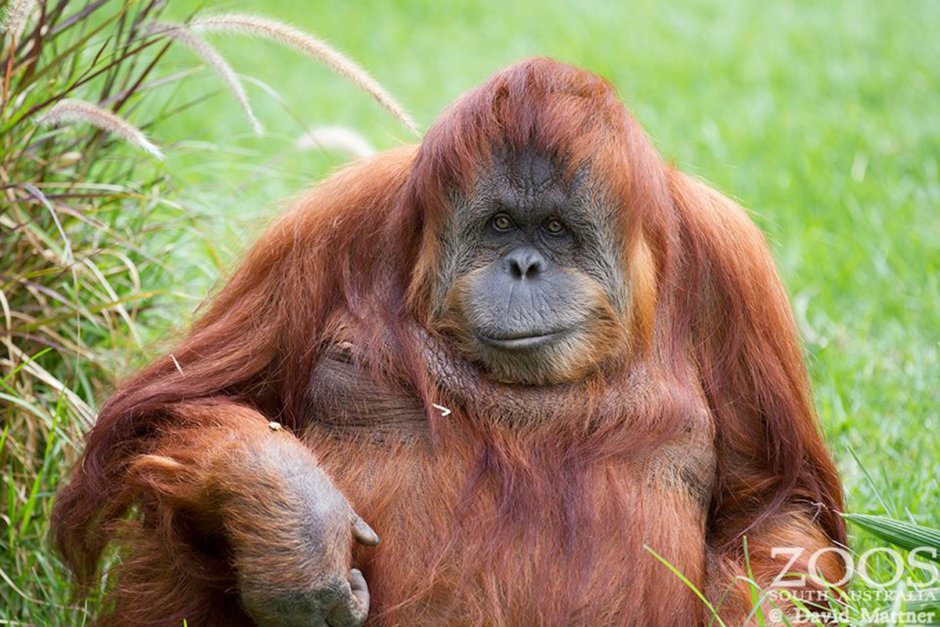 Орангутанг думает