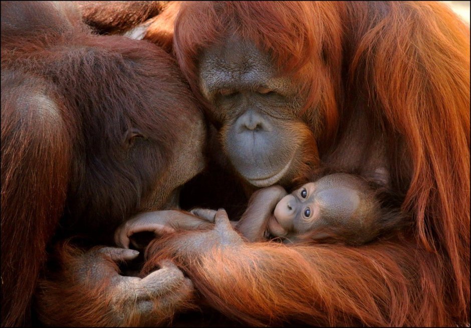 Малыши обезьян орангутанг