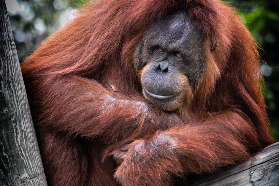 Лысая горилла