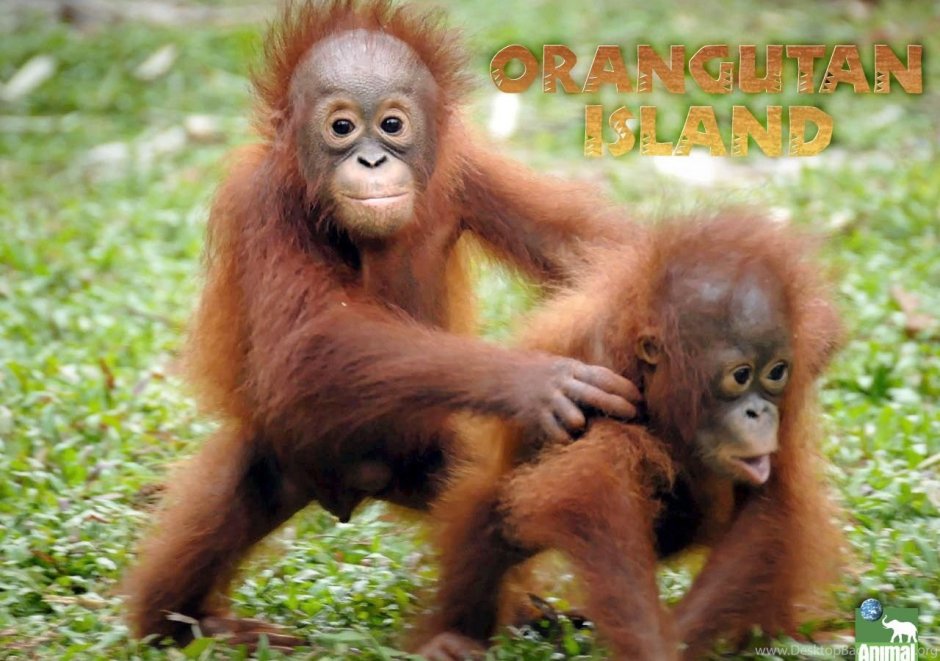 Орангутан в очках от солнца