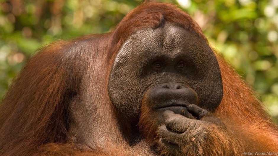 Орангутанг с бородой