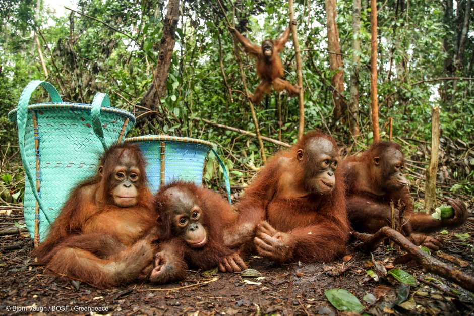 Орангутан зовёт самку