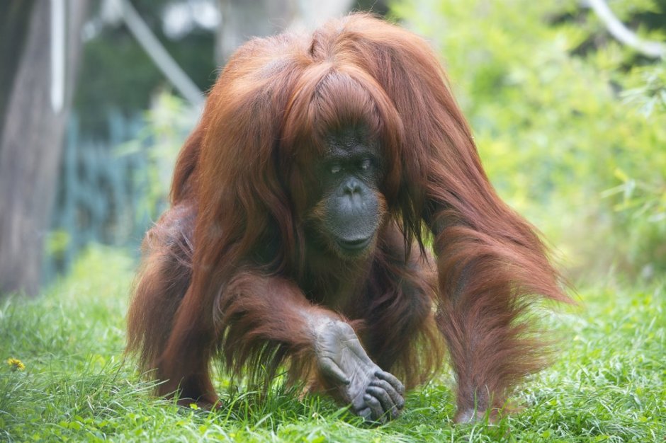 Орангутанг HD