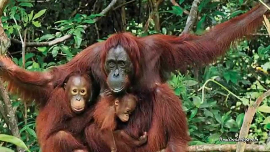 Роев ручей орангутан Вадим