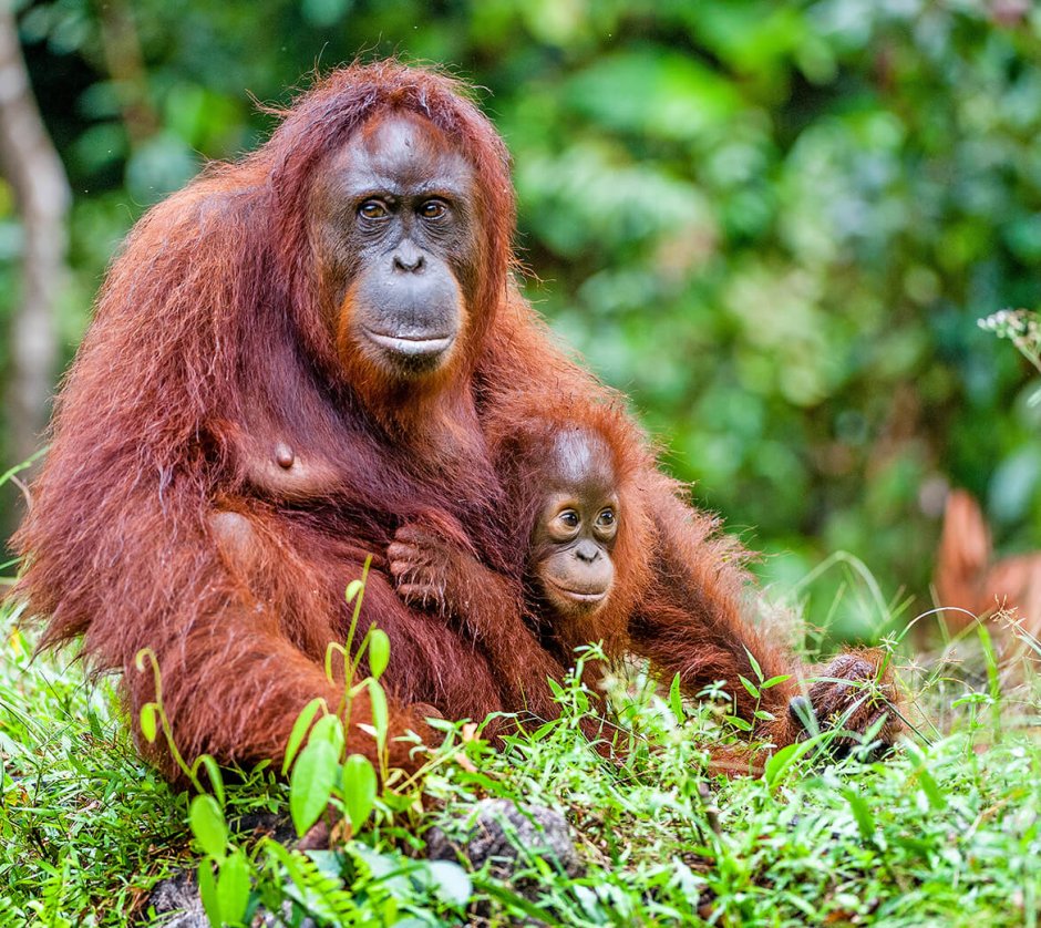 Борнейский орангутан