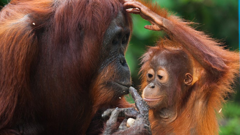 Калимантанский орангутанг белый
