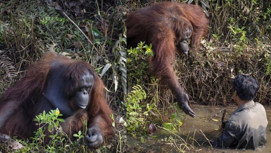 Orangutans in Danger picture