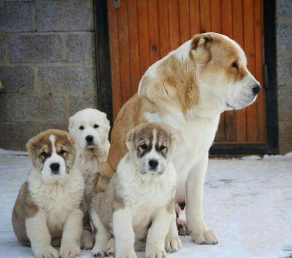Алабая собака