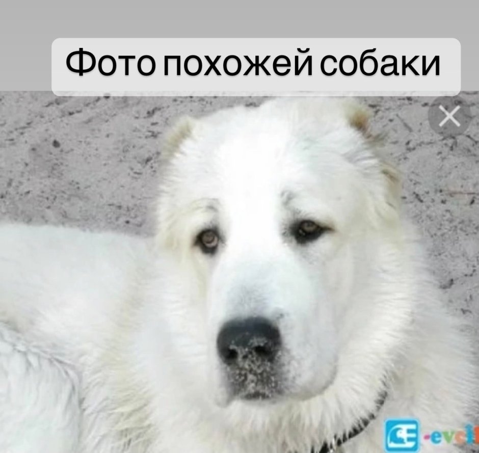 Среднеазиатская овчарка рост